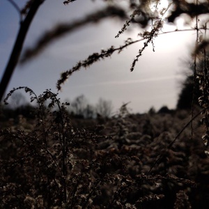 Pixelfed Photo: Morgentau